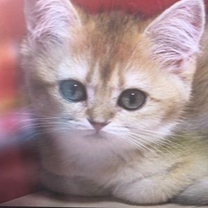 Meet your Posher, Kaylee